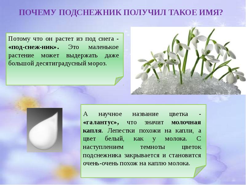 Подснежник 2 класс презентация