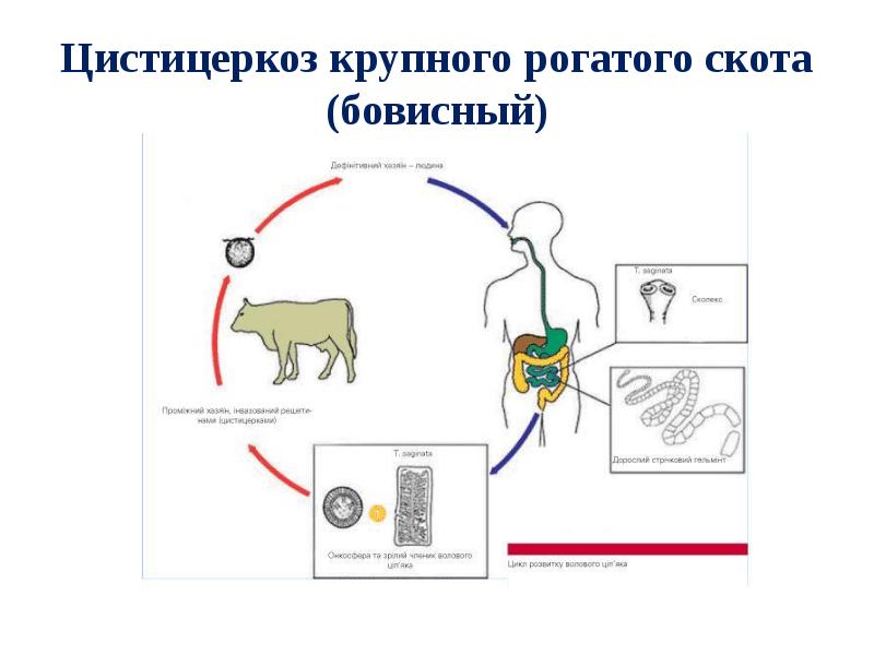 Цистицеркоз крс план мероприятий