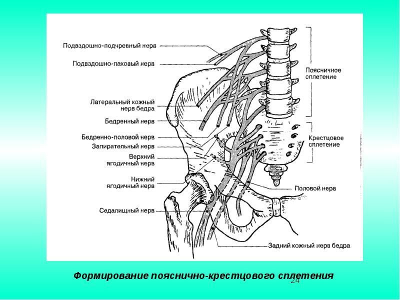 Расположение нервов схема