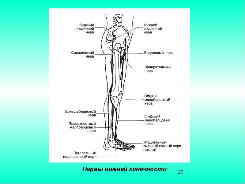 Расположение нервов на ноге человека схема