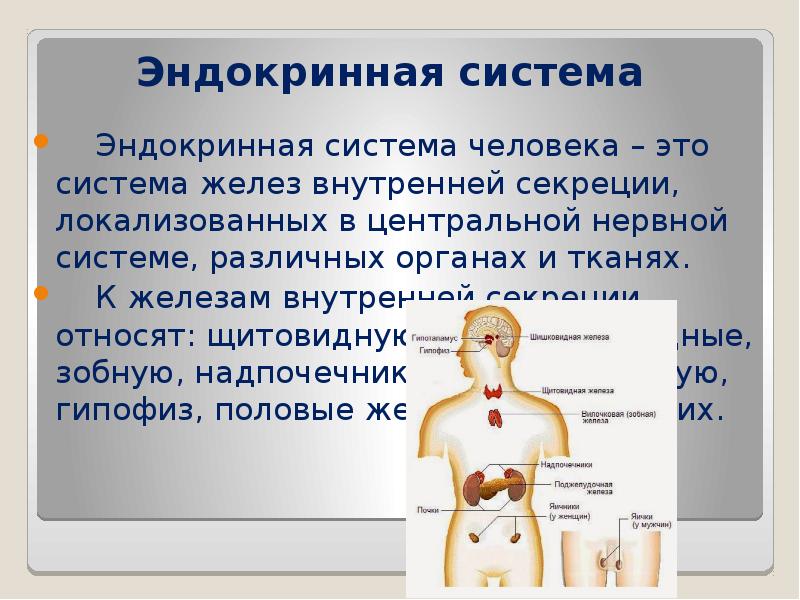 Презентация по биологии 8 класс эндокринная система человека