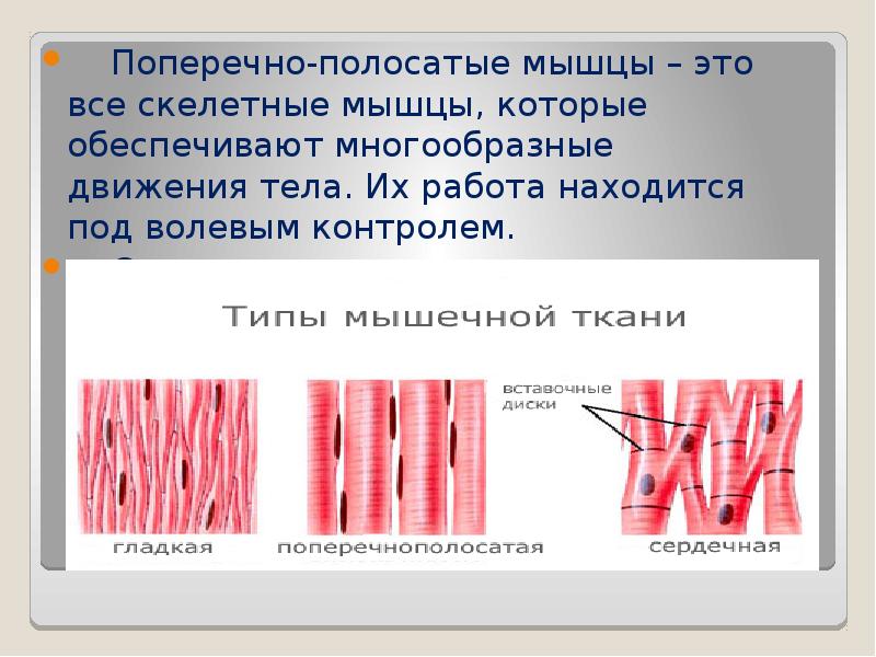 Поперечнополосатые мышцы входят в состав стенки