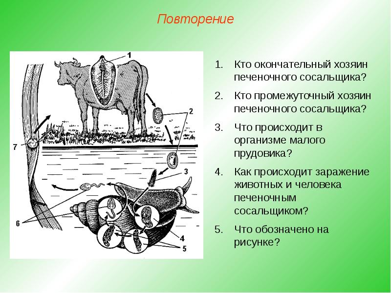 На каком рисунке изображено животное которое может быть промежуточным хозяином печеночного сосочка