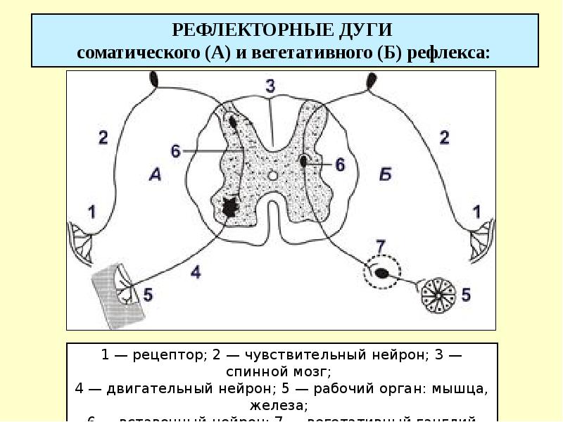 Зарисуйте и подпишите схему рефлекторной дуги состоящей из трех нейронов