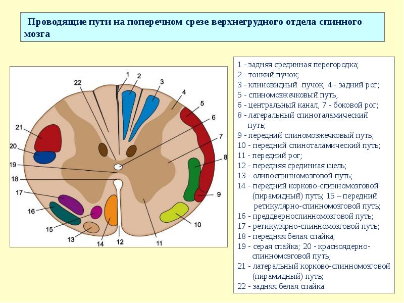 Расположение проводящих путей спинного мозга схема