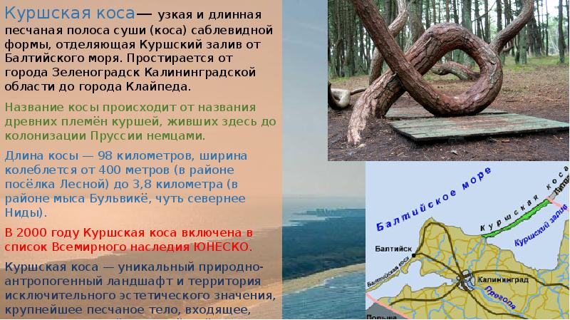 Куршская коса презентация