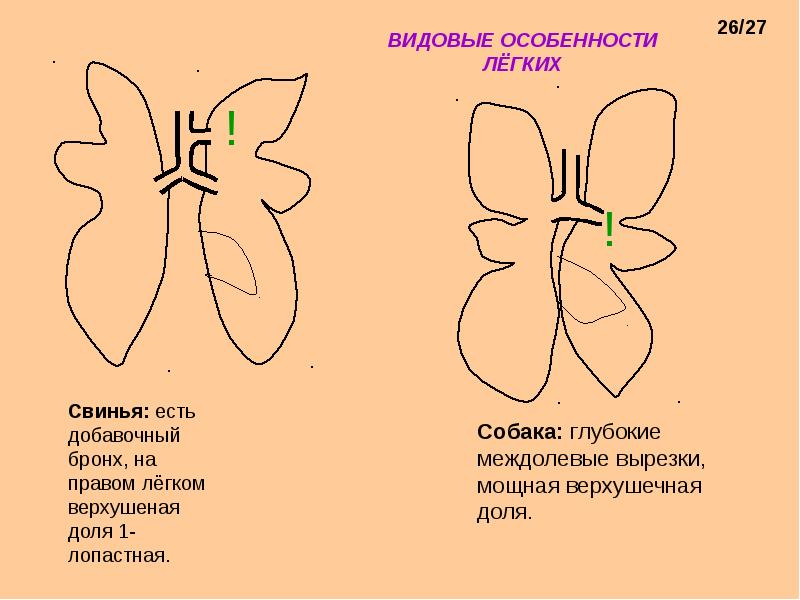 Особенности легких