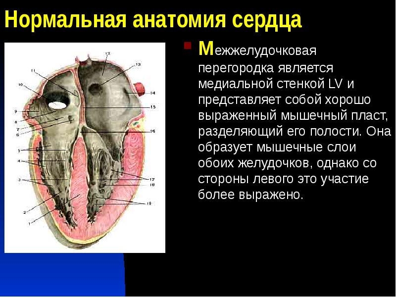 Боковой стенкой седалищно прямокишечной ямки является