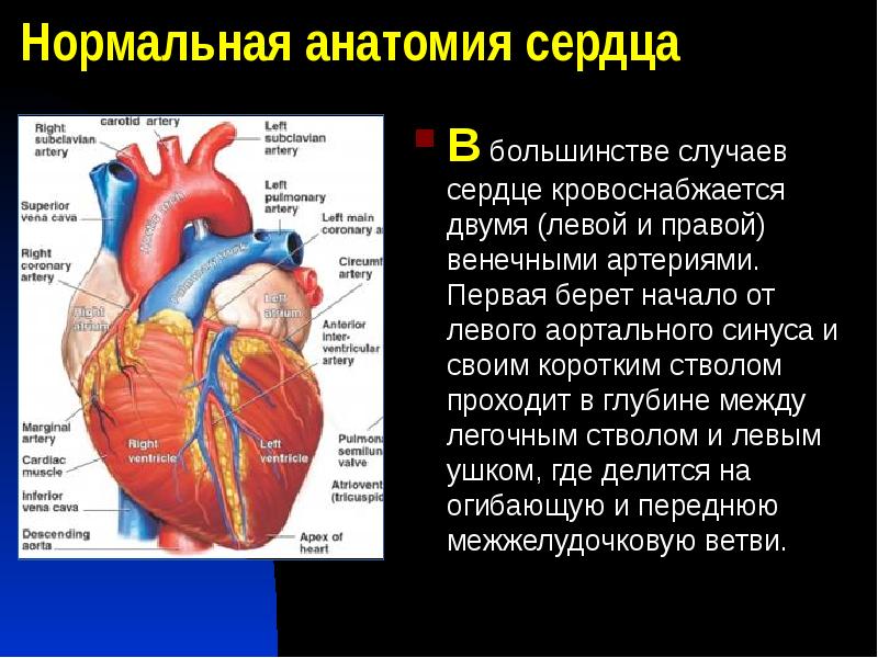 Венечный синус сердца. Венечный синус сердца располагается. Нормальная анатомия сердца. Отверстие венечного синуса сердца. Венечный синус сердца впадает в.