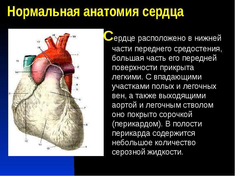 Топографическая анатомия сердца презентация