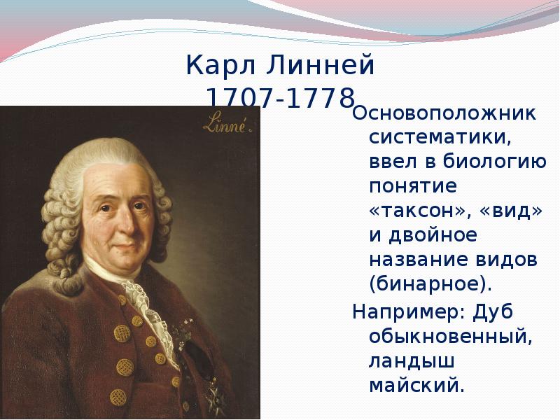 Основоположник систематики. 1746 Карл Линней. Карл Линней учеба. Линней (1843).