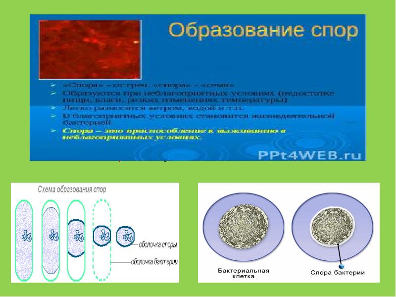 Особи образующие. Спора бактерии. В благоприятных условиях споры бактерий. Приспособление бактерий к неблагоприятным условиям. Споры образуются.