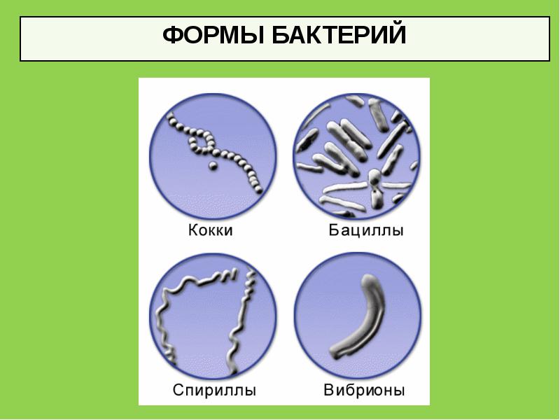 Формы бактерий картинки с подписями