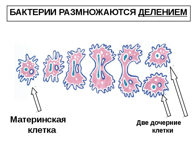 Деление бактерий картинки