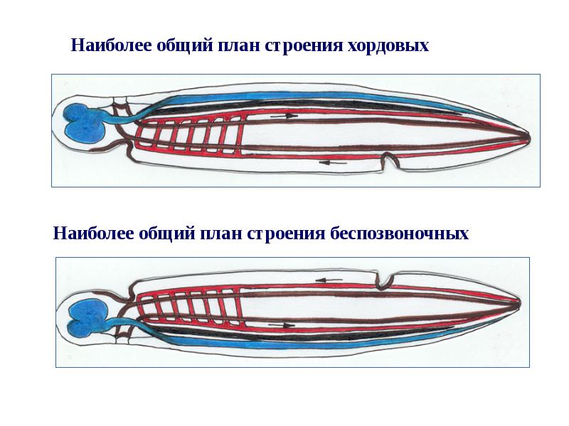 Общий план строения хордовых