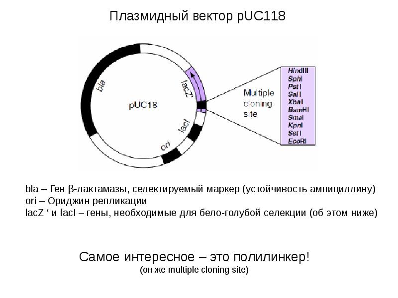 Более мощнее. Полилинкер. Полилинкер вектора. Multiple Cloning site.