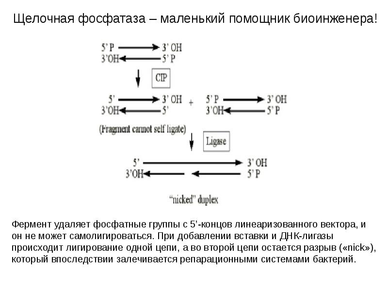 Анализирующие гены. Фосфатаза в лигировании и клонировании.