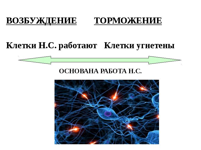 Возбуждение и торможение