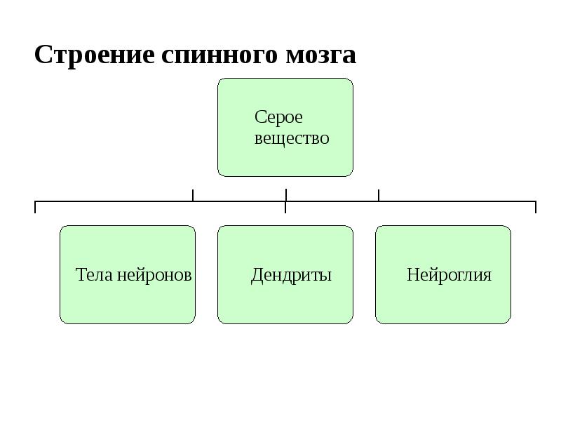 Гомеостаз презентация анатомия