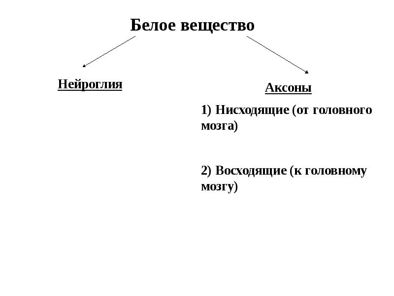 Внутренняя среда организма гомеостаз