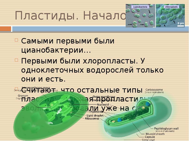 Фотосинтез пластиды. Цианобактерии пластиды. Цианобактерия есть ли хлоропласты. Хлоропласты у цианобактерий. Цианобактерии есть хлоропласты.