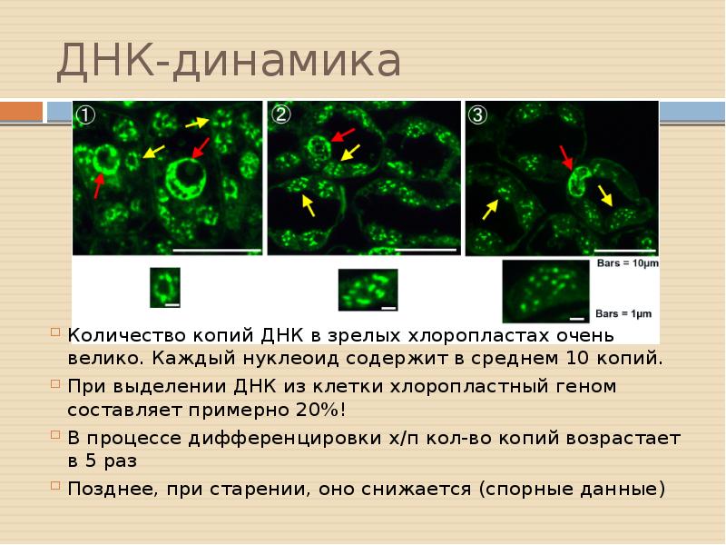 5 в клетках днк содержится в