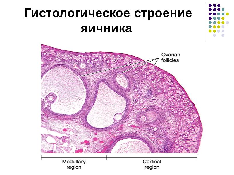 Анатомия яичника. Яичник анатомия строение гистология. Строение яичника крысы гистология.