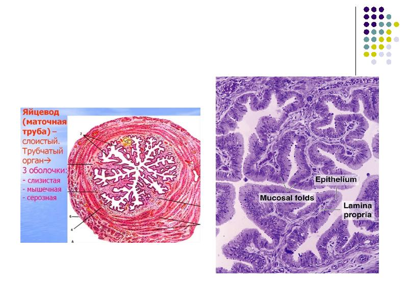 Мужская половая система гистология презентация