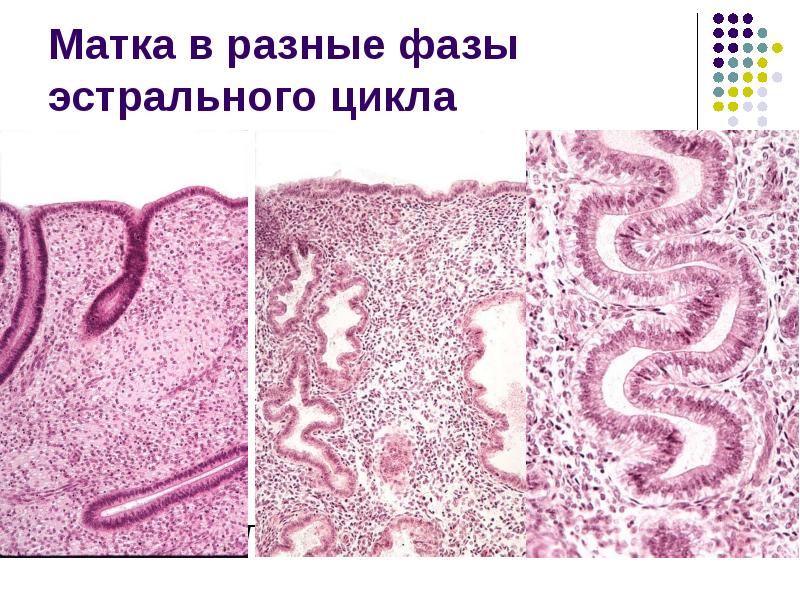 Гистология альбом рисунки