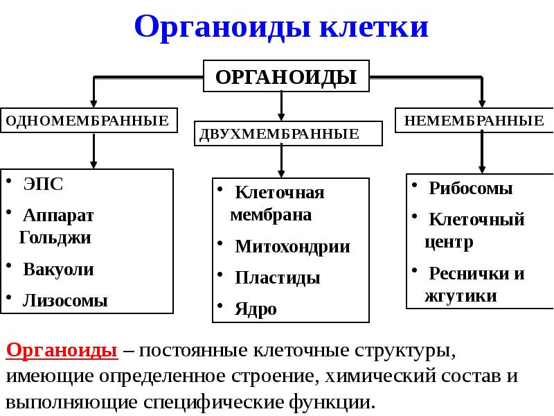 Органоиды клетки схема