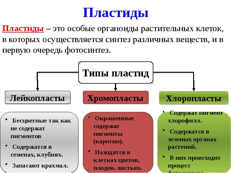 Клетка презентация 9 класс