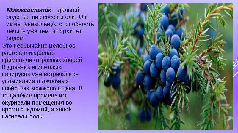 Текст можжевельник. Можжевельник обыкновенный Крымский. Лекарственные растения Крыма. Культурные растения Крыма. Интересное о можжевельнике.