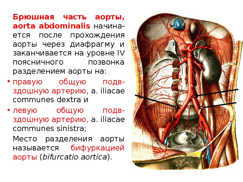 Аорта брюшной полости