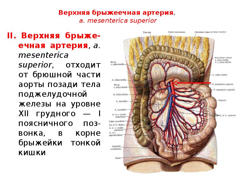 Верхняя брыжеечная артерия