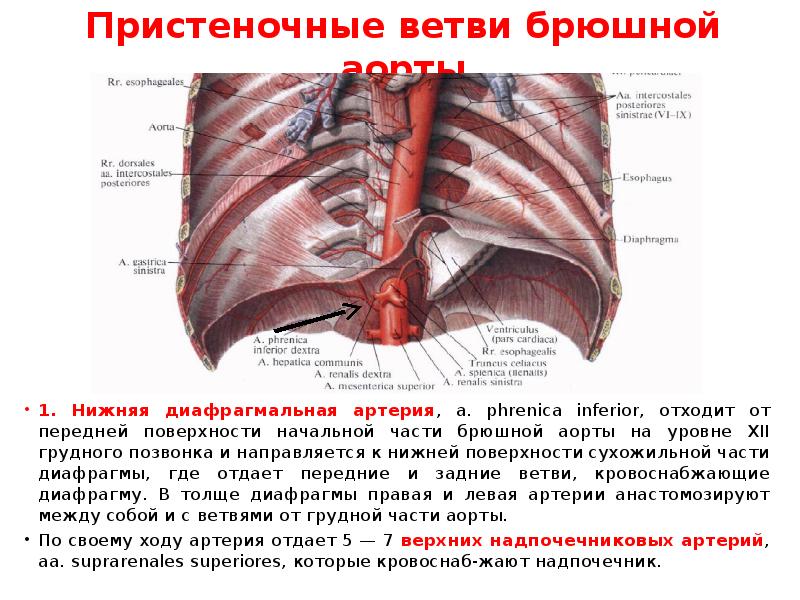 Брюшная аорта и ее ветви. Париетальные ветви брюшной части аорты кровоснабжают. Грудная и брюшная аорта анатомия. Париетальные ветви грудной части аорты. Ветви грудной и брюшной части аорты.