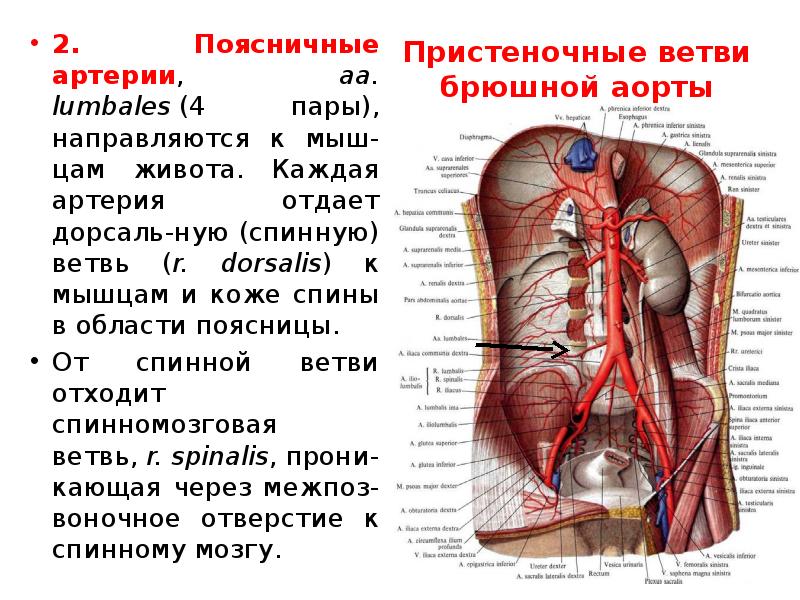 Брюшная аорта и ее ветви. Ветви брюшной аорты топографическая анатомия. Пристеночные артерии грудной аорты. Париетальные артерии брюшной полости. Поясничные артерии брюшной аорты.