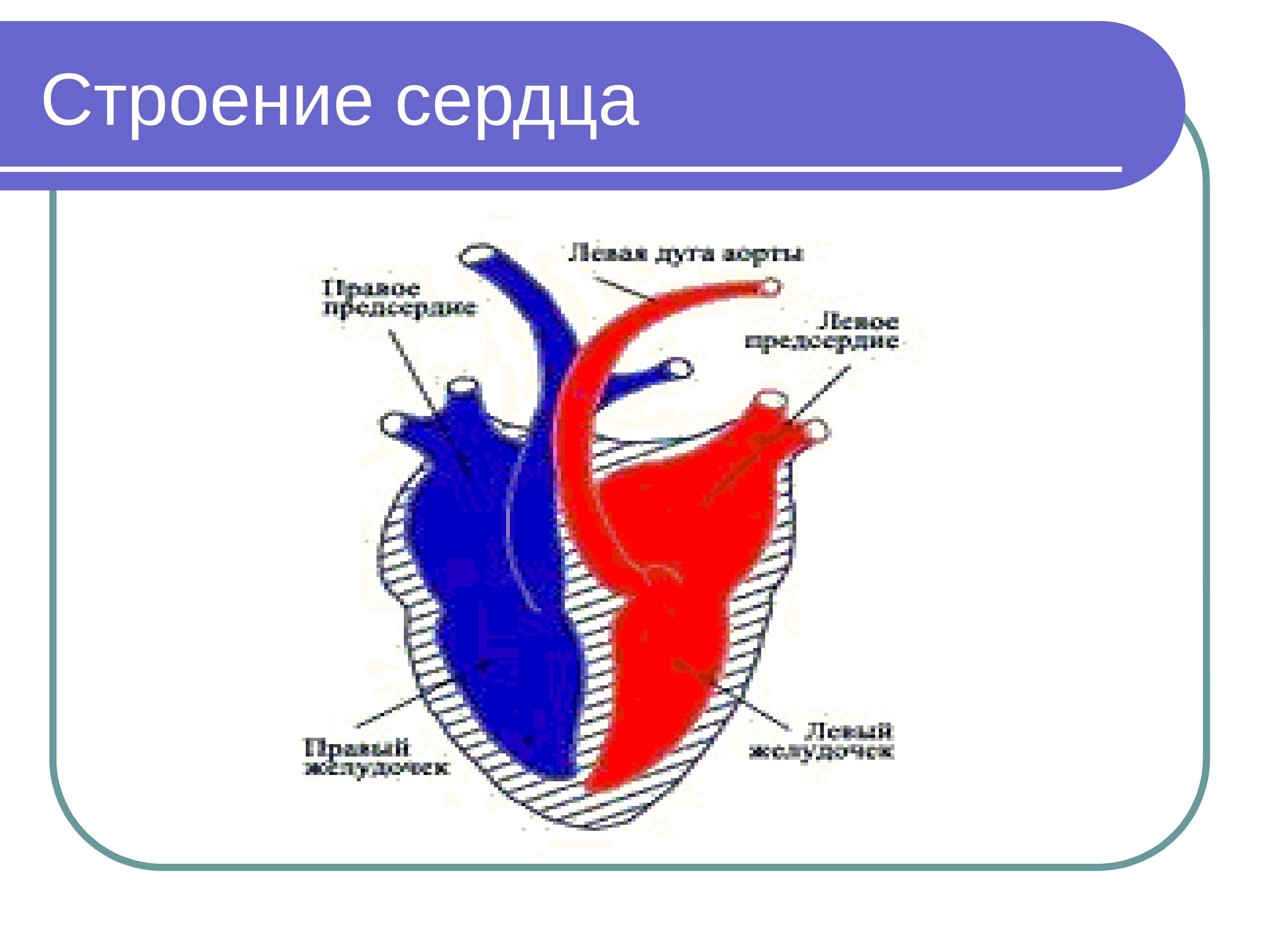 Сердце птиц состоит из камер