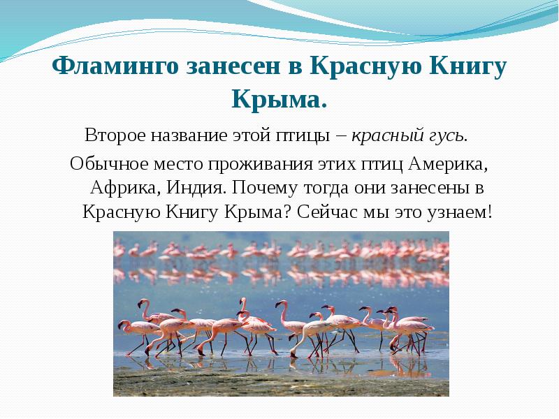 Фламинго красная книга краткое описание для детей. Розовый фламинго красная книга. Доклад о птице фламинго. Розовый фламинго описание. Доклад про фламинго.