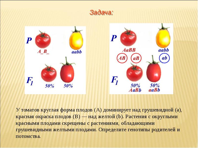 Презентация 3 закон менделя 10 класс биология