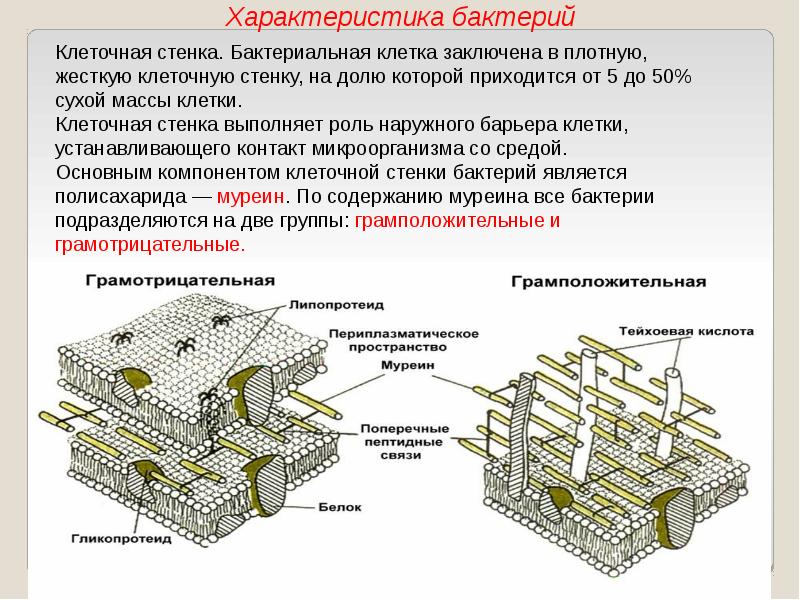 Схема строения клеточной стенки