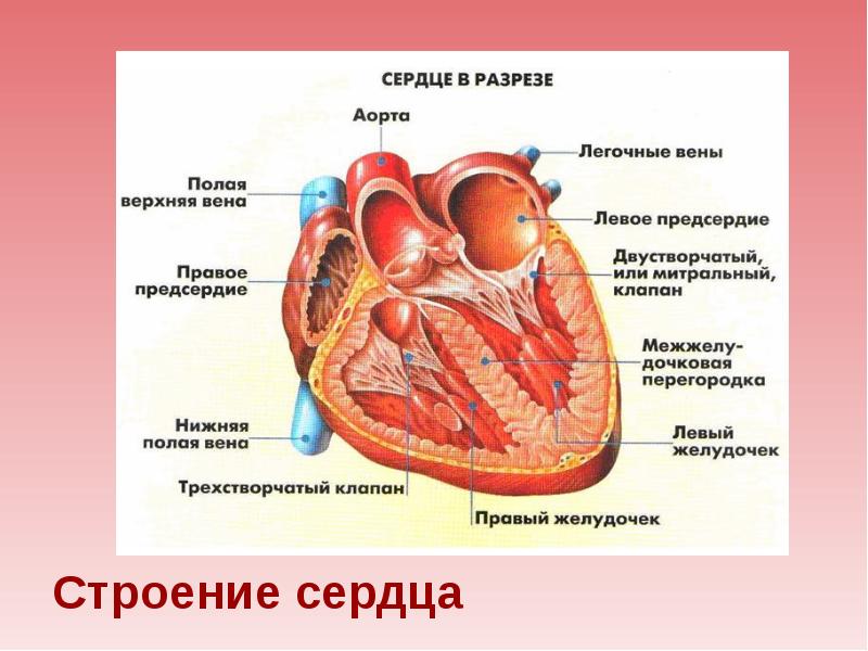 Доклад по теме Кардиология