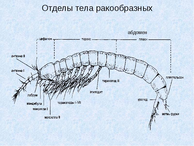 Двуветвистая конечность ракообразных схема