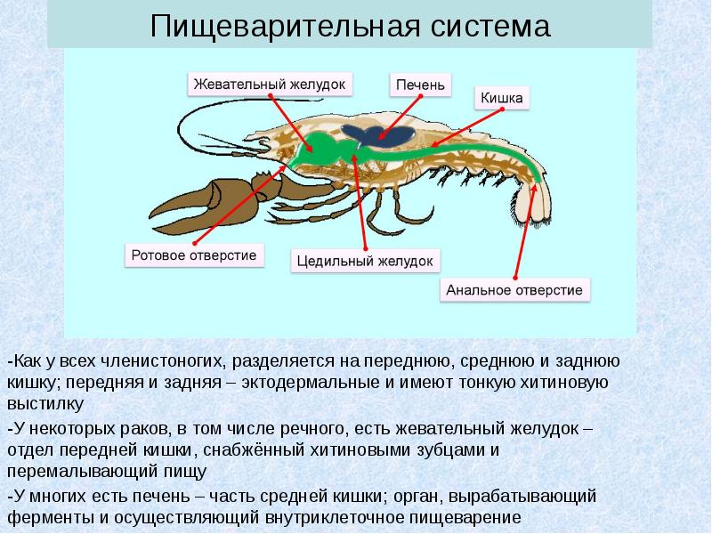 Рассмотрите схему строения нервной системы речного рака какие