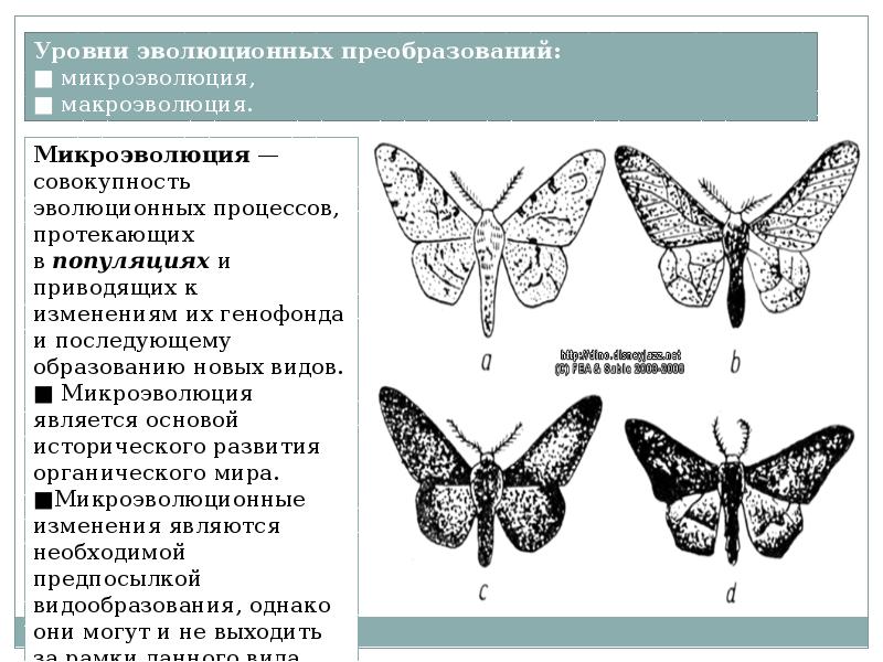 Эволюционное учение изучает уровень