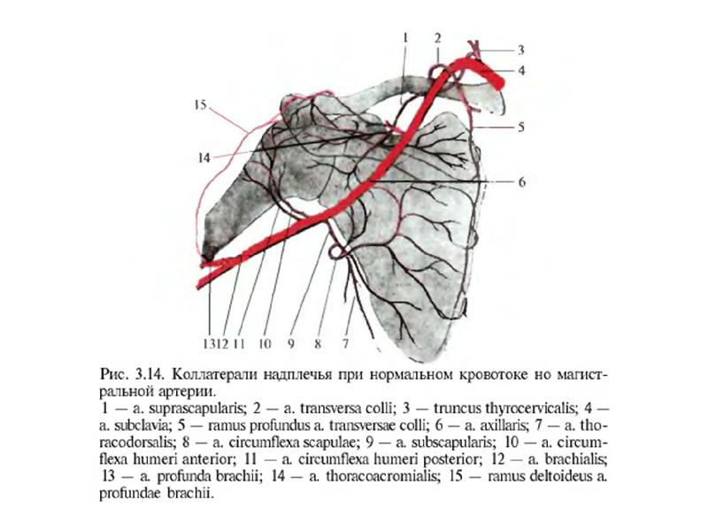 Подмышечная артерия анатомия схема