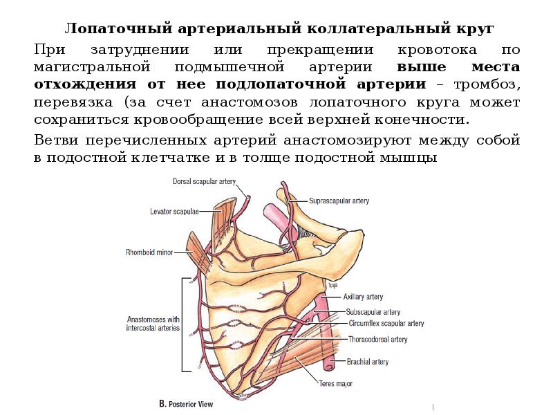 Коллатеральное кровообращение презентация