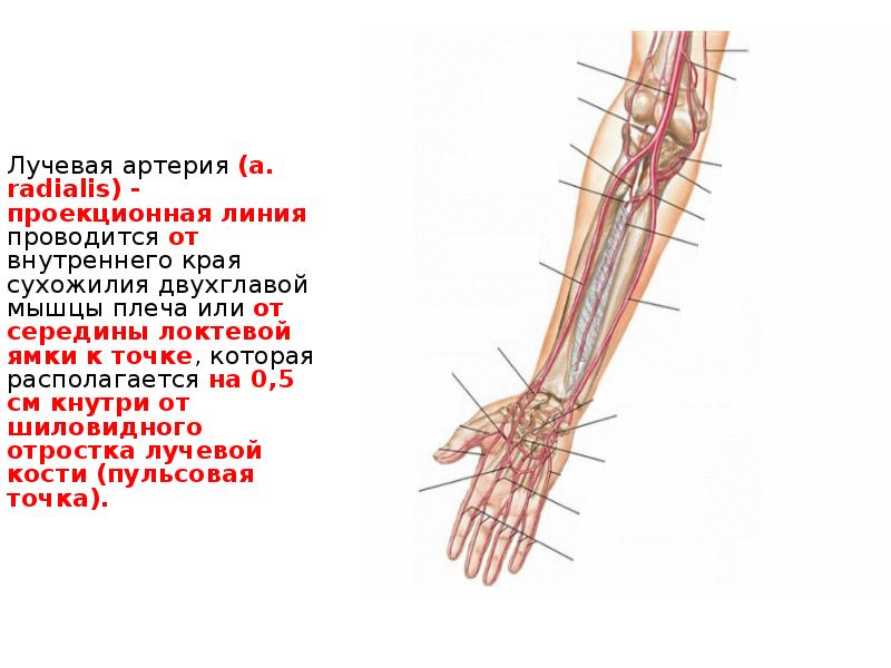 Ветви локтевой артерии. Перевязка плечевой артерии.