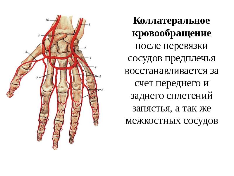 Схема коллатерального кровообращения с обозначениями