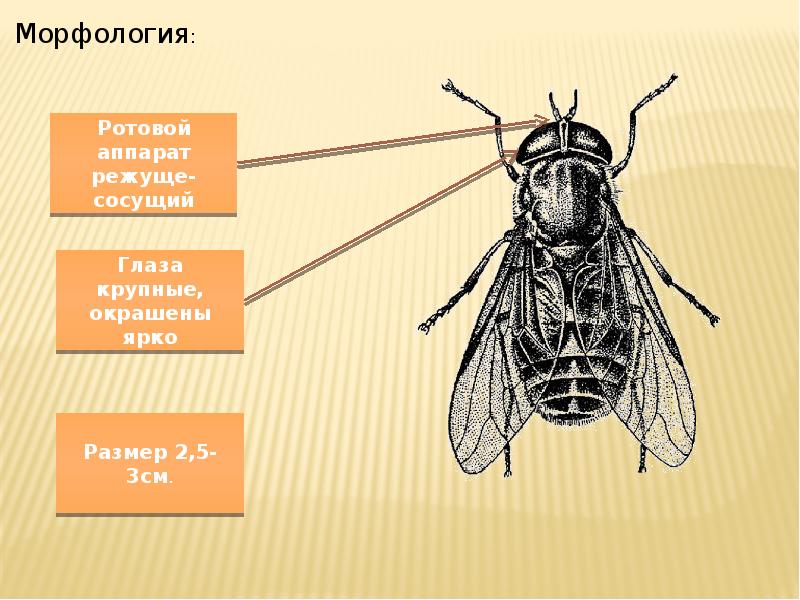 Тканевая защита от гнуса 10 букв