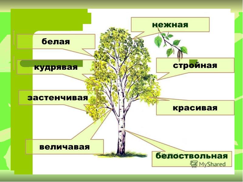 Строение березы схема